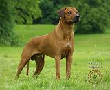 Rhodesian Ridgeback 9M046D-13